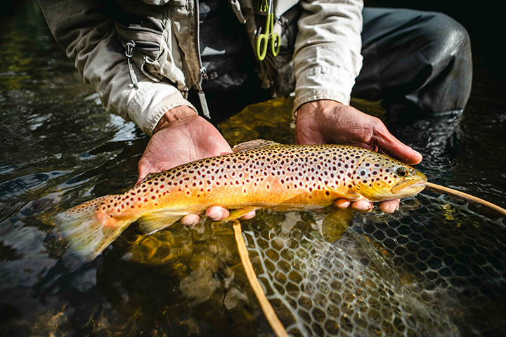 Big brown trout from the Battenkill, by Trico Unlimited