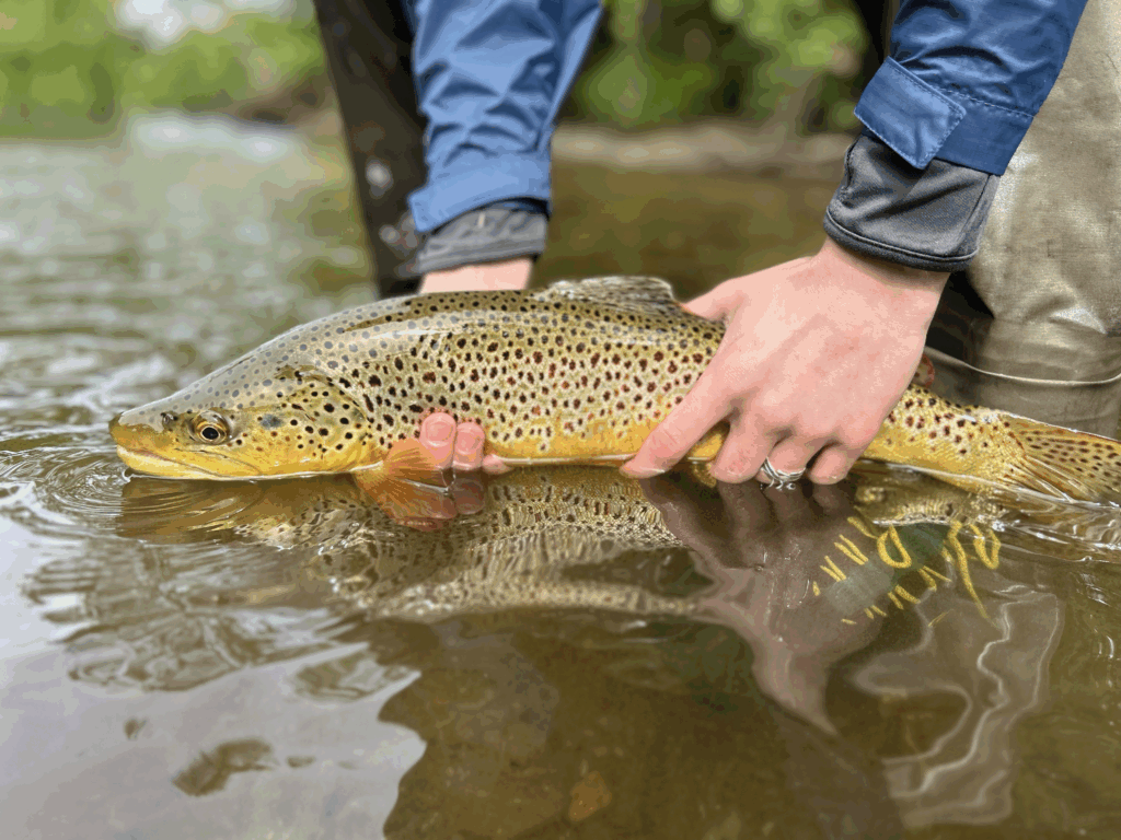 Shows the colors and decorative patterns of a wild brown trout from the Battenkill River in Vermont.